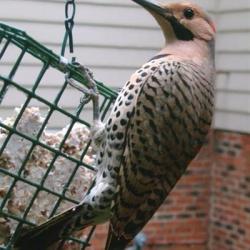 Flicker at suet feeder.