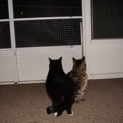 Cat porch with screen protection.
