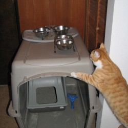 Litterbox in the basement inside a dog crate.