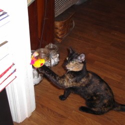 A young tortiseshell kitten playing with a toy.