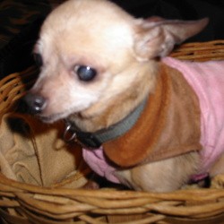 A small aging dog in a basket.
