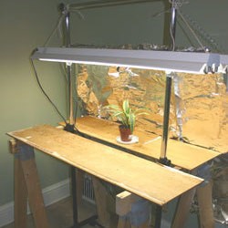 Using Grow Lights