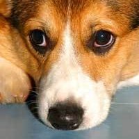  Lonley Dog