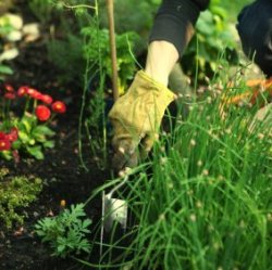 Hands digging in garden with hand tools
