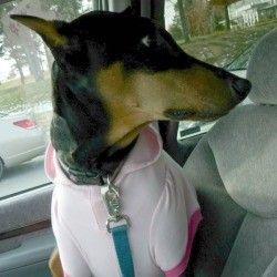 Doberman Pincher wearing shirt in car