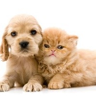 Puppy and kitten.