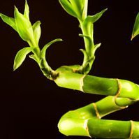 Lucky bamboo closeup.