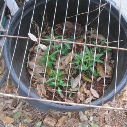 small trees in pot