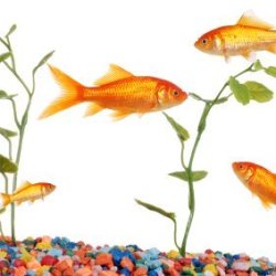 Gold Fish Tank