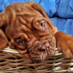 Saving Money on Dog Beds