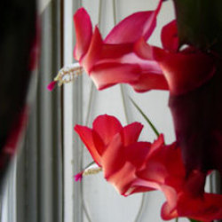 red christmas cactus