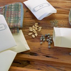 Dry Seeds