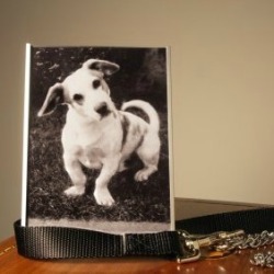 coping with losing a pet