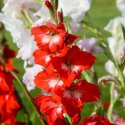 Growing Gladiolus