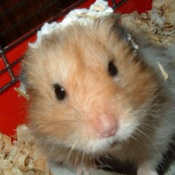 snoopy the hamster