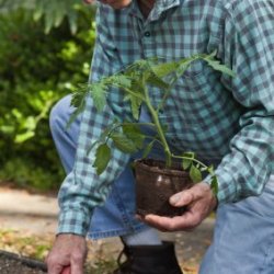 Man planting in a garden.