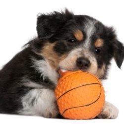 organizing pet toys