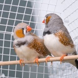 Pair of Zebra Finches on Perch