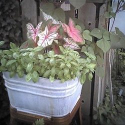 Container with Plants Attached to Fence