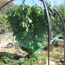 Net Frame Around a Tree 