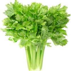 Celery on White Background