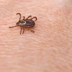 Tick on Skin