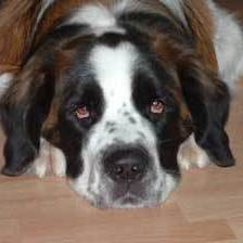 Saint Bernard