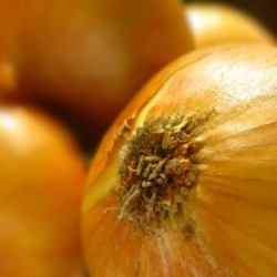 Storing Onions
