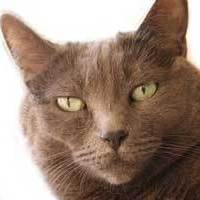 Burmese Cat - closeup of cat