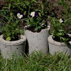 Pansies in Hypertufa Pots