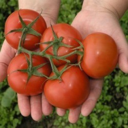 Planting Tomatoes