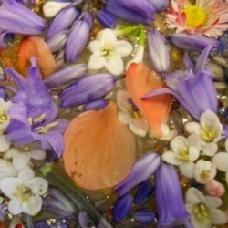 Closeup of floating flowers and petals.