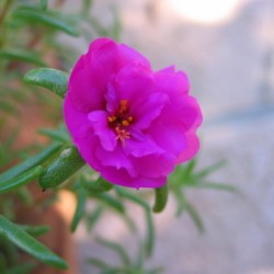 pink flower
