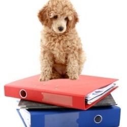 Organizing Pet Records