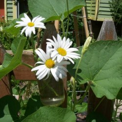 Cut Shasta daisies in hanging jar.