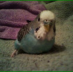 Warning: No String Toys for Birds