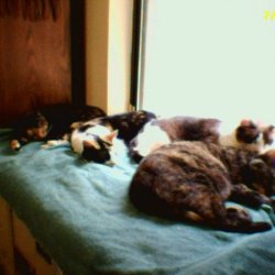 Plywood window seat for kitties enjoying the sun.