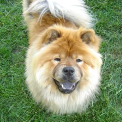 Chow.