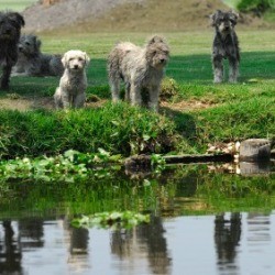 Keep Dogs Out of Your Yard