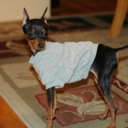 Previously House Broken Dog Has Started Pooping in the House