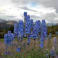 Delphinium Flowers
