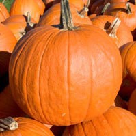 Harvested Pumpkins