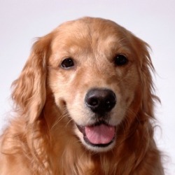 House Training an Adult Dog