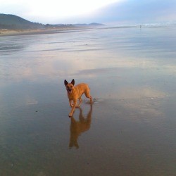 Dog on the beach.