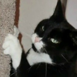 Homemade Cat Scratching Post Video