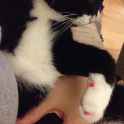cat nail caps 1
