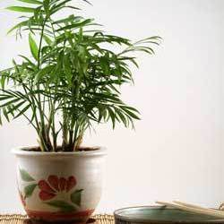 Indoor Palm Plant