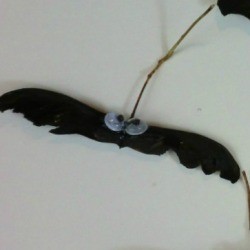 Seed Pod Bat