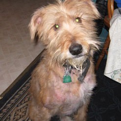 Mixed terrier with patchy fur.