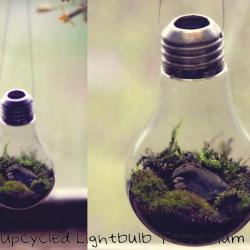 Terrarium hanging, with a closeup.